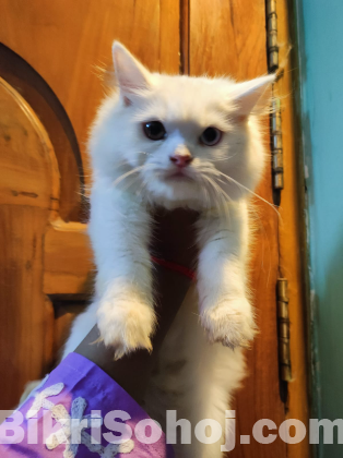 Persian Male female kitten available